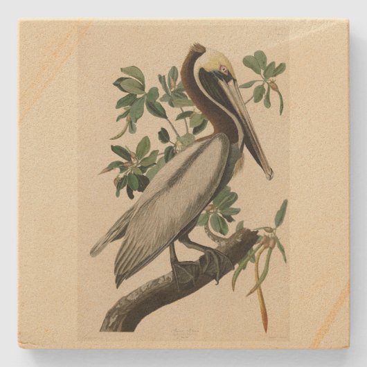 アメリカのオードボンの鳥の茶色のペリカン ストーンコースター (正面)