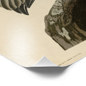 アメリカのオードボンの鳥の茶色のペリカン フォトプリント            (角)