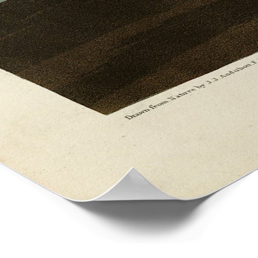 アメリカのオードボンの鳥の茶色のペリカン ポスター (角)