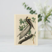 アメリカのオードボンの鳥の茶色のペリカン ポストカード (スタンド正面)