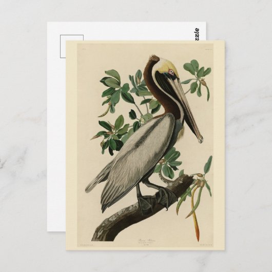 アメリカのオードボンの鳥の茶色のペリカン ポストカード (正面/裏面)