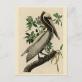 アメリカのオードボンの鳥の茶色のペリカン ポストカード (正面)