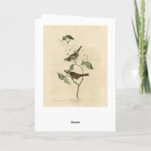 アメリカのオードボンの鳥、白い喉の付いたスズメ カード (裏面)