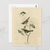 アメリカのオードボンの鳥、白い喉の付いたスズメ ポストカード (正面/裏面)