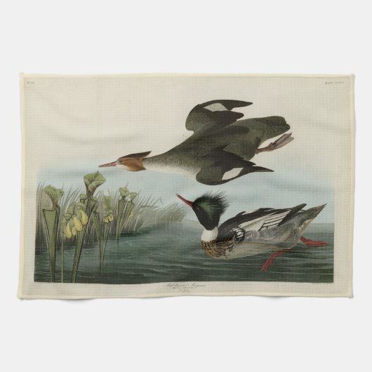 アメリカのオードボンの鳥、赤い胸のメルガンサー キッチンタオル (横)