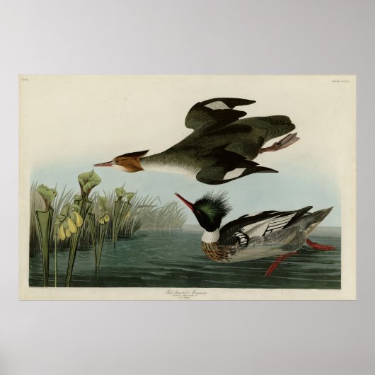 アメリカのオードボンの鳥、赤い胸のメルガンサー ポスター (正面)