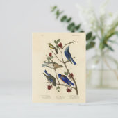 アメリカのオードボンの鳥、青い鳥とイラクサ ポストカード (スタンド正面)