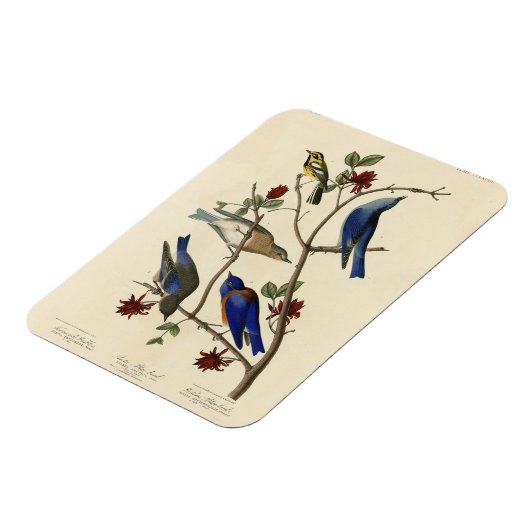 アメリカのオードボンの鳥、青い鳥とイラクサ マグネット (左側)