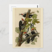 アメリカのオードボンバード産のキツネザル ポストカード (正面/裏面)