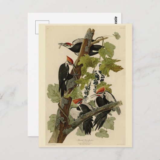 アメリカのオードボンバード産のキツネザル ポストカード (正面/裏面)