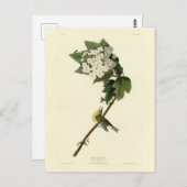 アメリカのオードボンバード、黄色い喉を張ったヴィレオ ポストカード (正面/裏面)