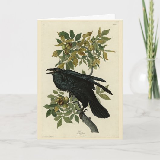 アメリカのオードボン・バード出身のレイヴン カード (正面)