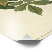 アメリカのオードボン・バード出身のレイヴン フォトプリント            (角)