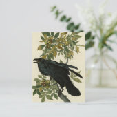 アメリカのオードボン・バード出身のレイヴン ポストカード (スタンド正面)