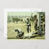 アメリカのカウボーイズブランディングaふくらはぎ， c.1900 （写真） ポストカード (正面/裏面)