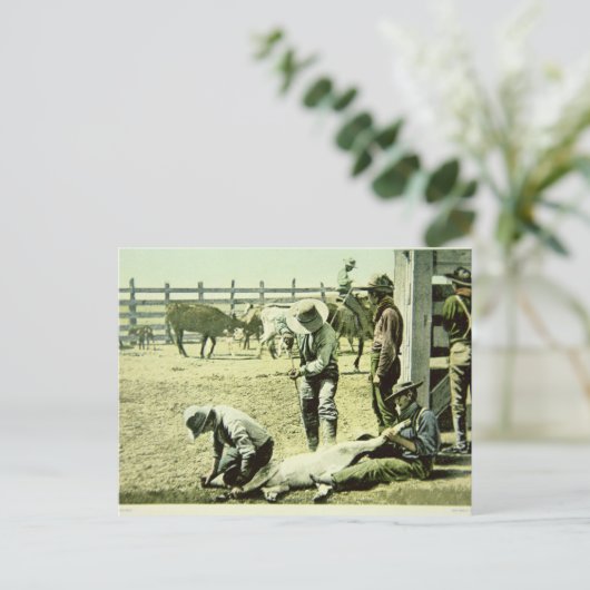 アメリカのカウボーイズブランディングaふくらはぎ， c.1900 （写真） ポストカード (スタンド正面)