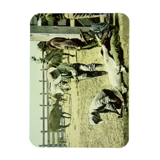 アメリカのカウボーイズブランディングaふくらはぎ, c.1900 (写真) マグネット (縦)