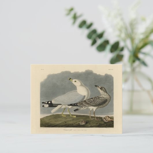アメリカのカモメ – オードボンの鳥たち ポストカード (スタンド正面)