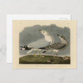 アメリカのカモメ – オードボンの鳥たち ポストカード (正面/裏面)