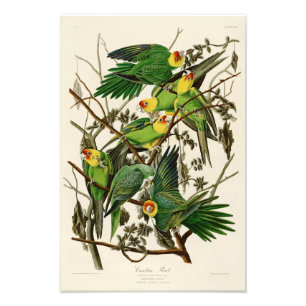 アメリカのカロライナのオウムのジョンAudubonの鳥 フォトプリント