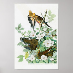 アメリカのカロライナのカメDove John Audubon Birds ポスター