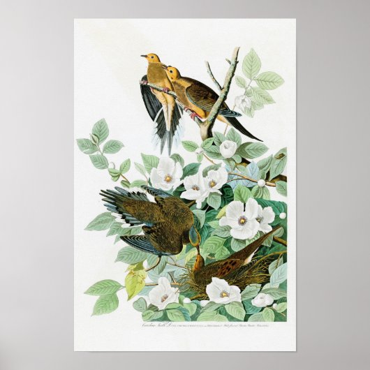 アメリカのカロライナのカメDove John Audubon Birds ポスター (正面)