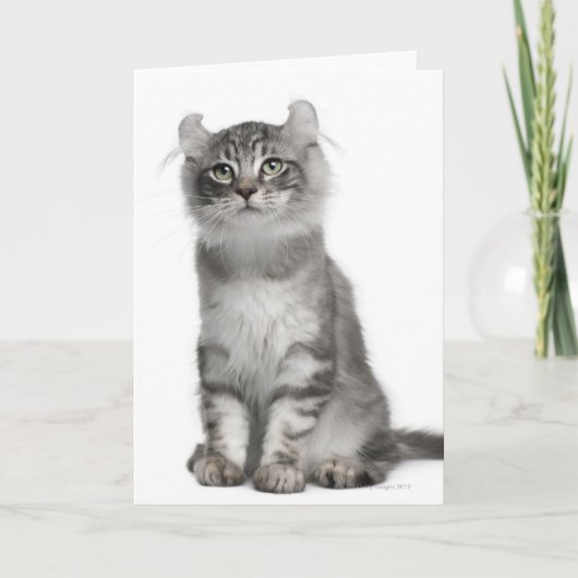 アメリカのカールの子ネコ(3か月古い) カード (正面)