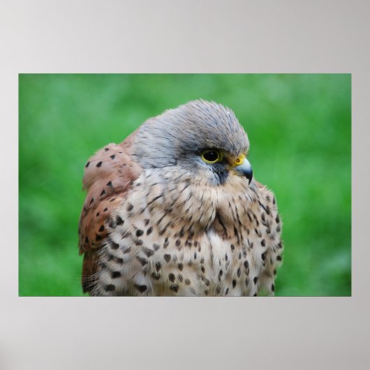 アメリカのキストルのタカ ポスター (正面)