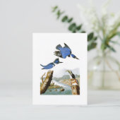 アメリカのキングフィッシャー・ジョン・オードボン・バード ポストカード (スタンド正面)