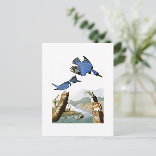 アメリカのキングフィッシャー・ジョン・オードボン・バード ポストカード (スタンド正面)