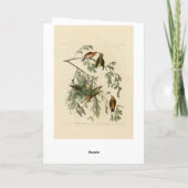 アメリカのクロスビルAudubon's Birds of America カード (裏面)