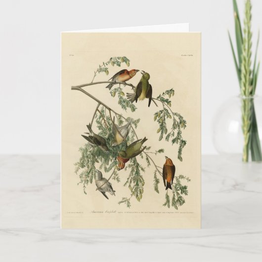 アメリカのクロスビルAudubon's Birds of America カード (正面)