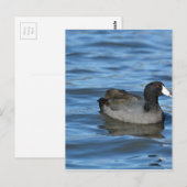 アメリカのクート ポストカード (正面/裏面)