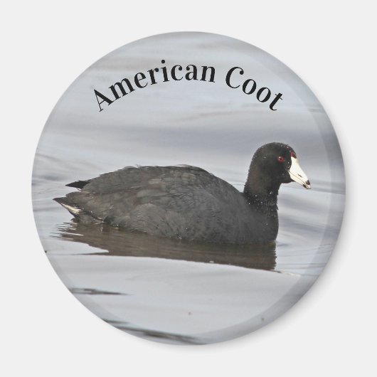 アメリカのクート マグネット (正面)