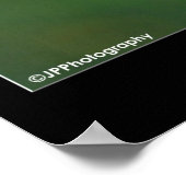 アメリカのケストラル ポスター (角)