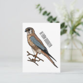 アメリカのケストレル鳥の漫画イラストレーション ポストカード (スタンド正面)