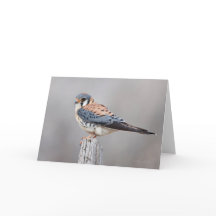 アメリカのケストレル