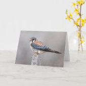 アメリカのケストレル カード (黄色い花)