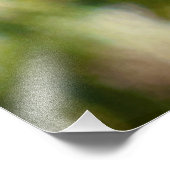 アメリカのケストレル フォトプリント            (角)