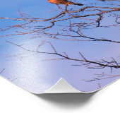 アメリカのケストレル・ホーク フォトプリント            (角)