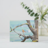 アメリカのケストレル ポストカード (スタンド正面)