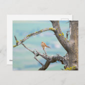 アメリカのケストレル ポストカード (正面/裏面)