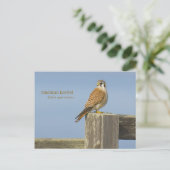 アメリカのケストレル ポストカード (スタンド正面)