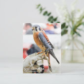 アメリカのケストレル ポストカード (スタンド正面)