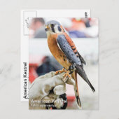 アメリカのケストレル ポストカード (正面/裏面)