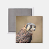 アメリカのケストレル マグネット (正面/裏面)