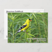 アメリカのゴールドフィンチポストカード ポストカード (正面/裏面)