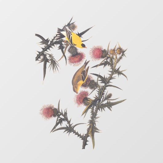 アメリカのゴールドフィンチ・オードボンバード ウィンドウサイン (シート)