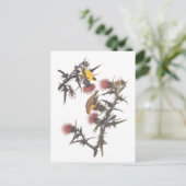 アメリカのゴールドフィンチ・オードボンバード ポストカード (スタンド正面)