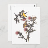 アメリカのゴールドフィンチ・オードボンバード ポストカード (正面/裏面)